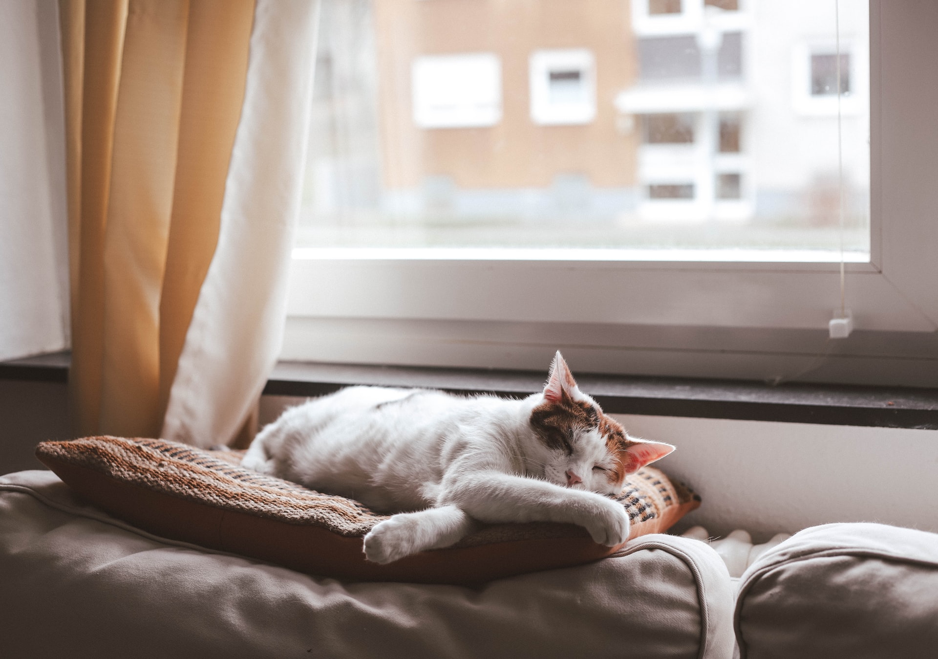 Consigli utili per una casa a prova di animale domestico