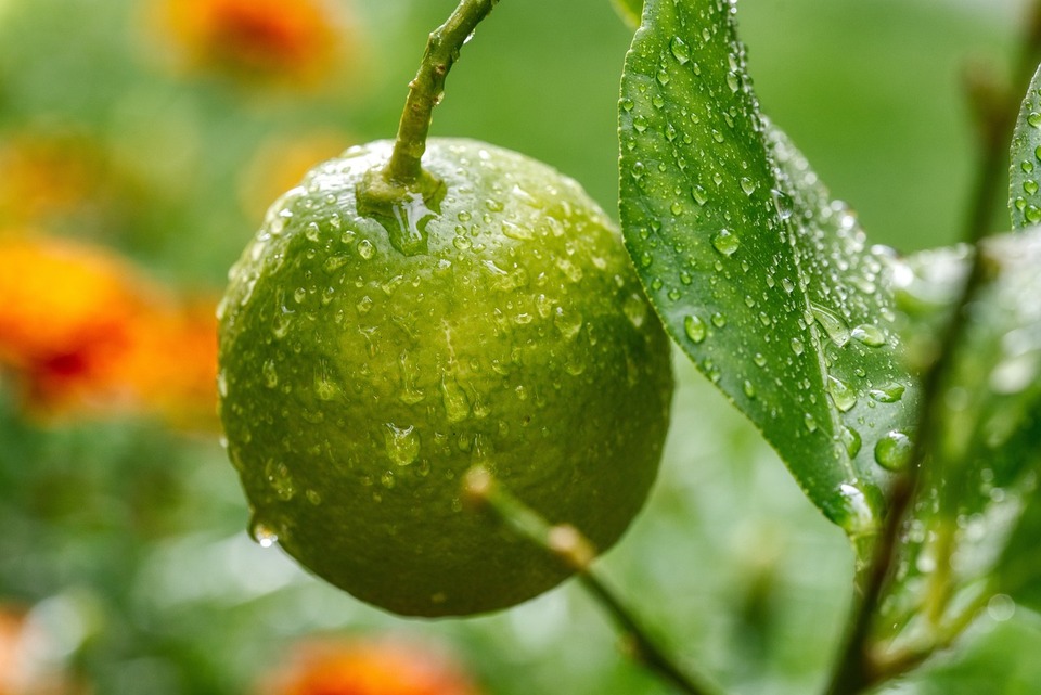 una pianta di limone, i consigli per coltivarla in balcone