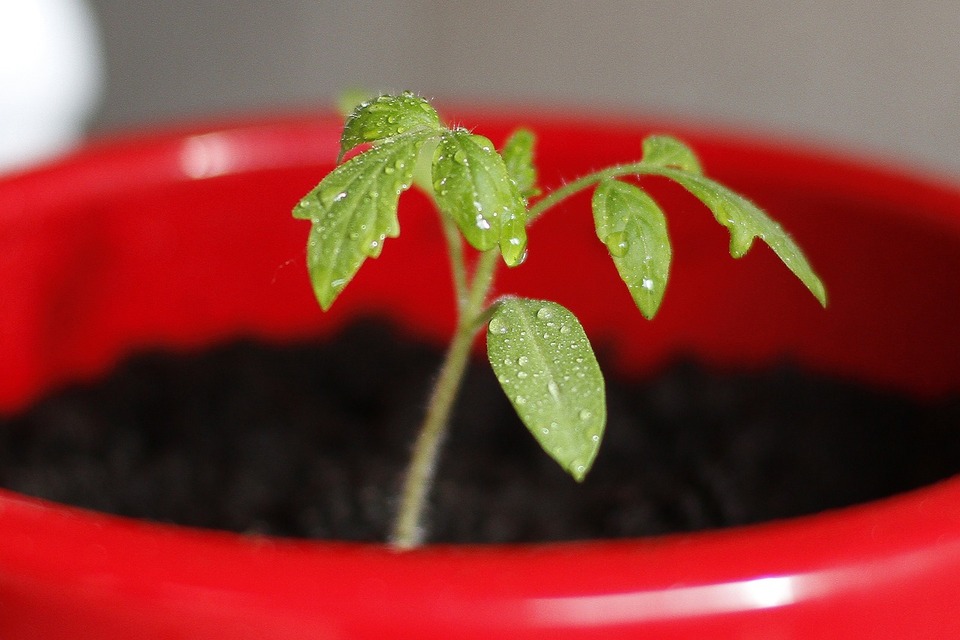 una piantina da pomodoro, come coltivarla a casa creando un orto in balcone