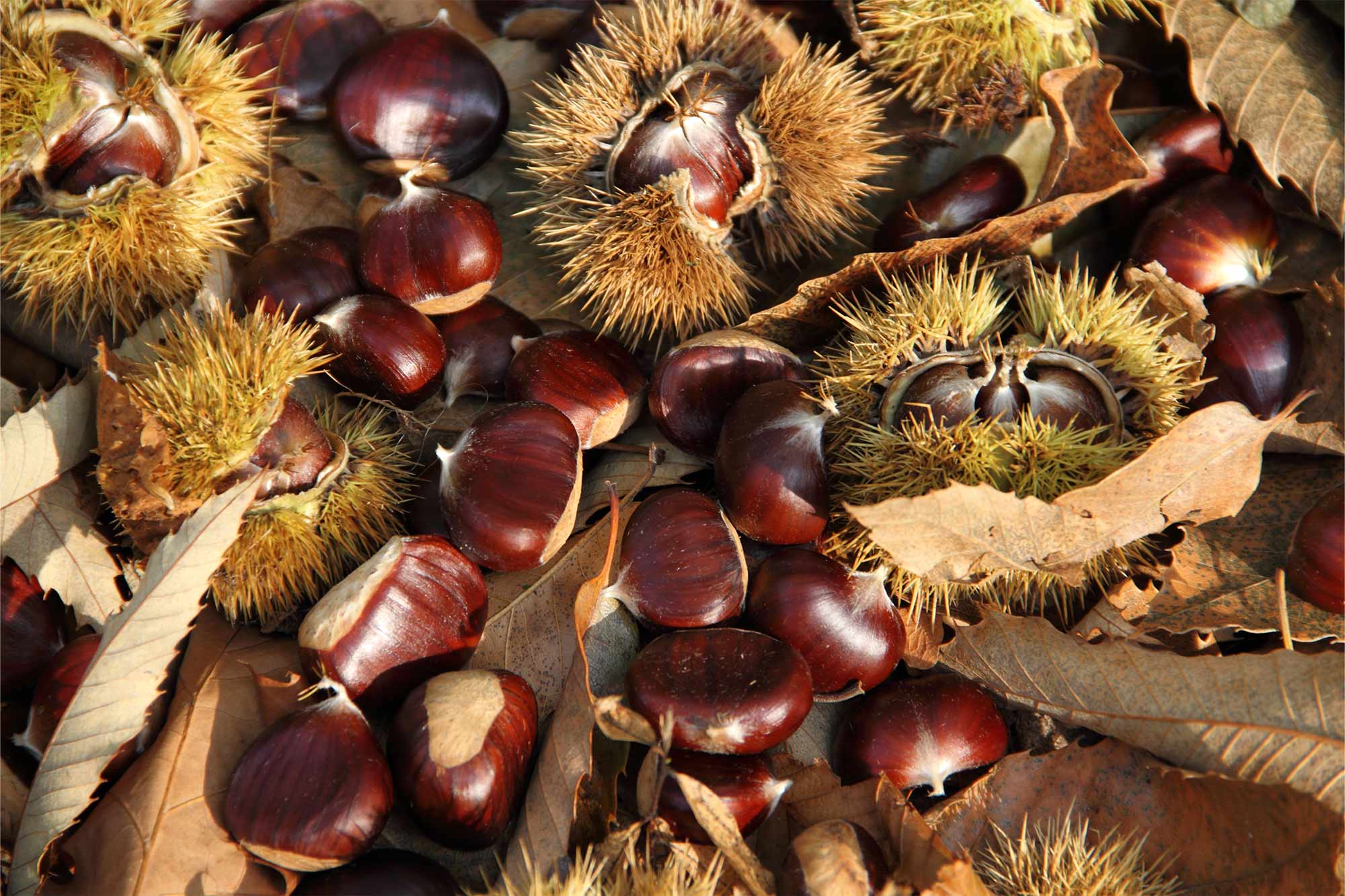 castagne su prato autunnale