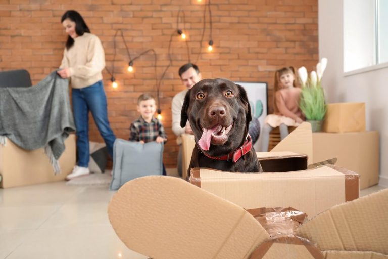 Consigli pratici per traslocare con animali domestici al seguito.